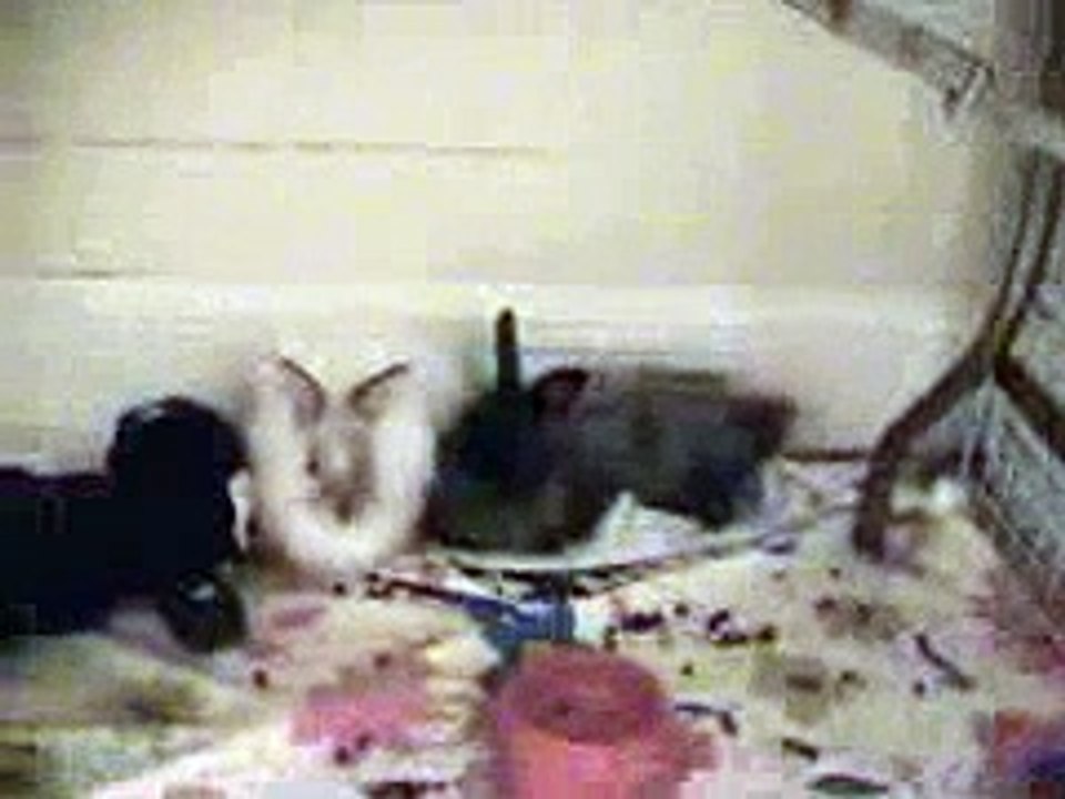 Bunnies