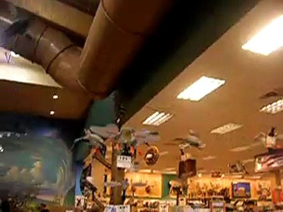 Animals going crazy