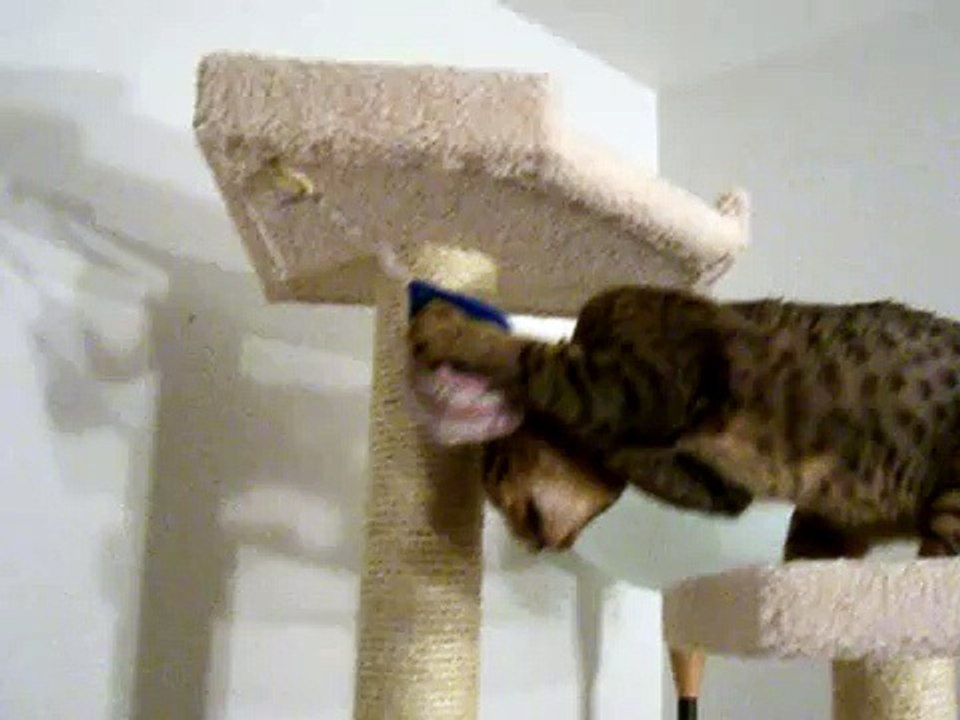 Moxie's New Toy