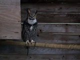 Hooting Great Horned Owl