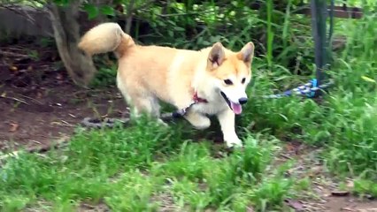 コーギー動画５