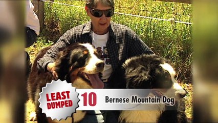 Burke's Backyard, Dog Dumpage