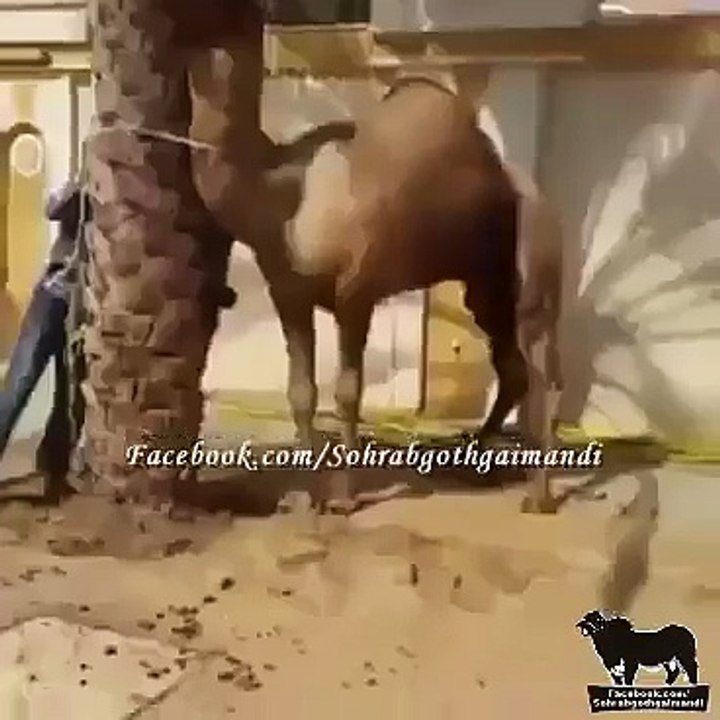 Camel ny insan ko apni gardan sa da mara