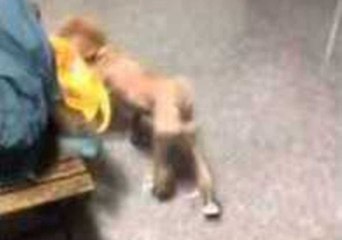 Dog Has Trouble Walking in Shoes