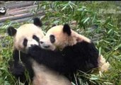 Panda Learns a Life Lesson Over Lunch