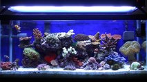 Reef Aquarium New & Old Tank Syndrome