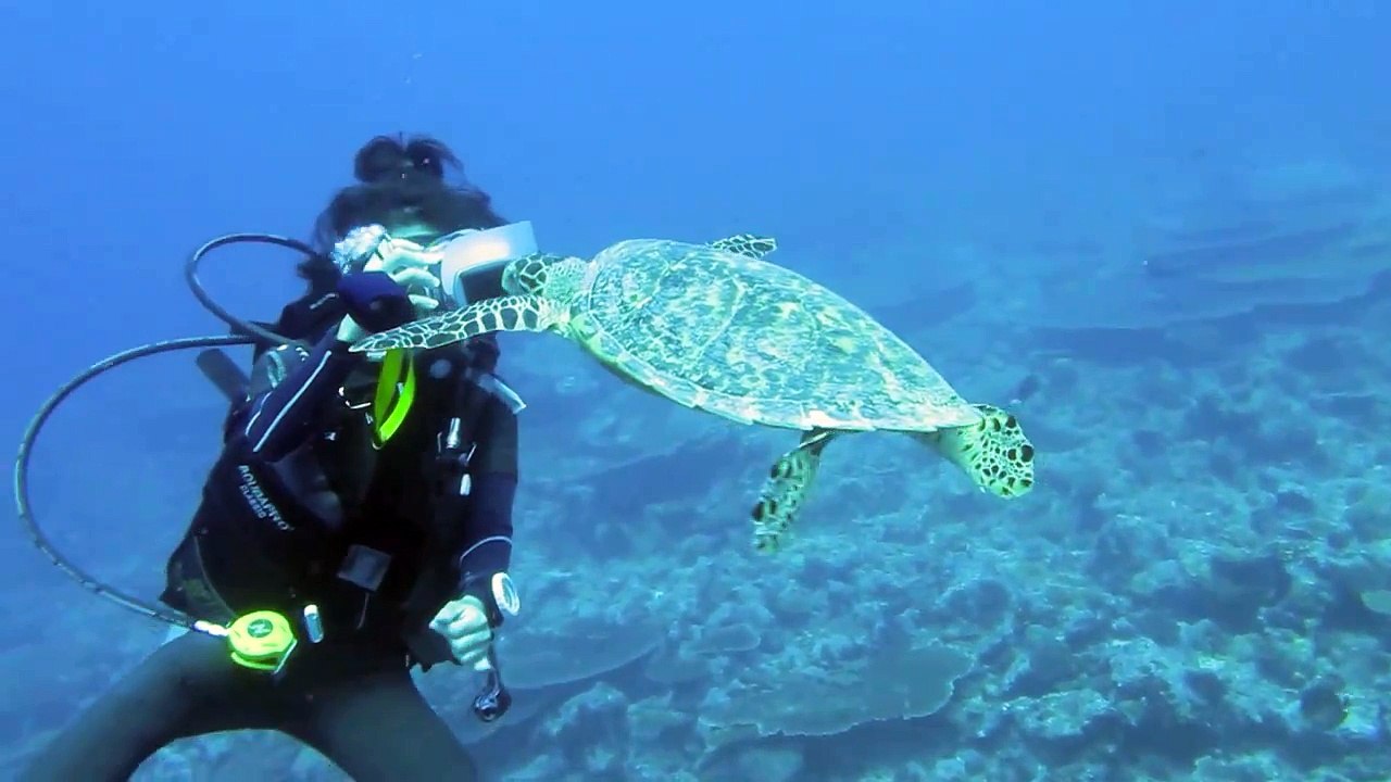 Diving Mirihi Maldives 2010 (Mantas, Whale Shark, Baby Sharks)