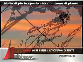 ▶ Anche gli insetti si autocurano con le piante