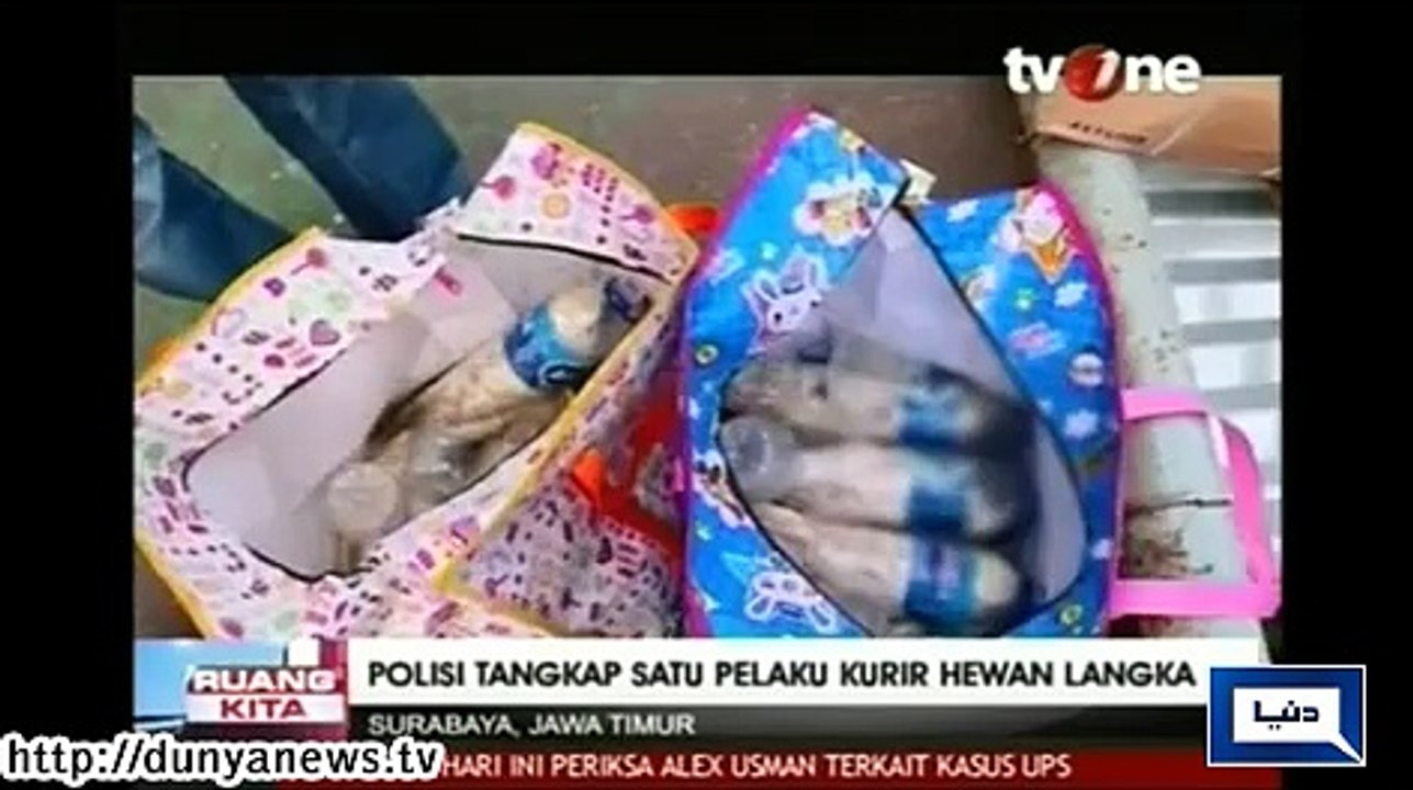 Dunya News - Birds smuggling in Indonesia