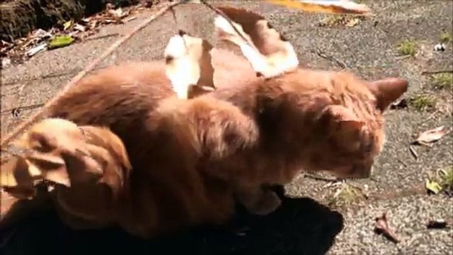 Ce chat aveugle mange des feuilles!
