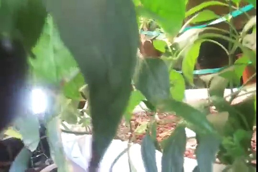 crawfish farming aquaponics update