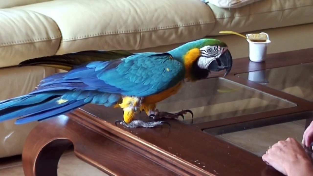 En mémoire de ABY...ABY memory