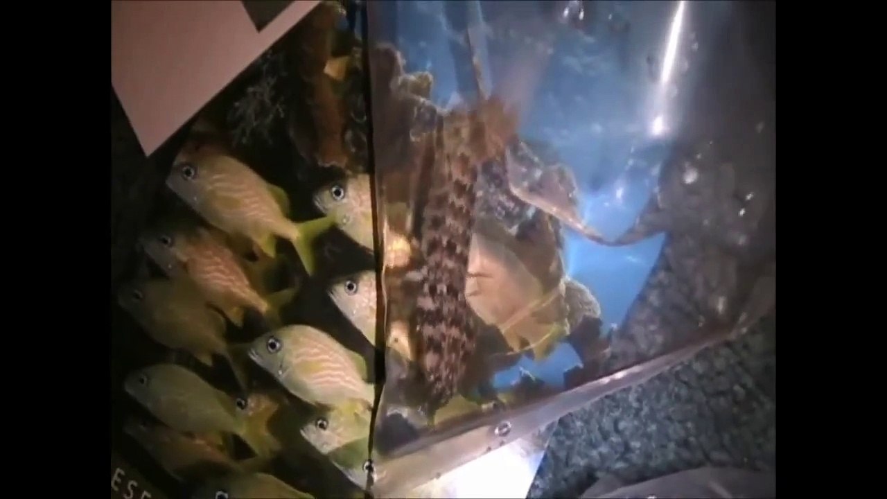Mantis Shrimp Unboxing