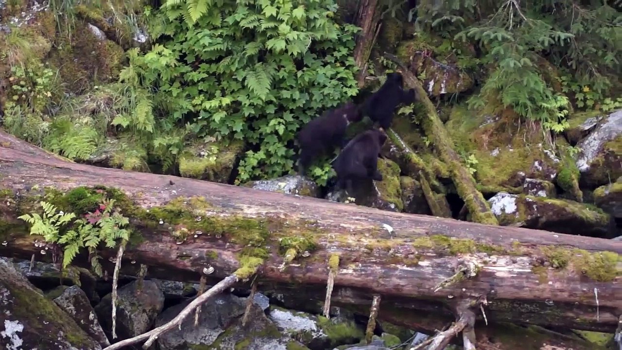 Brown Bear with cubs - Anan Creek, Tongass National Forest, Alaska