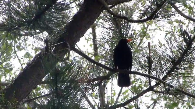 le chant du merle noir