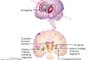 Anatomy and Diseases of the Basal Ganglia