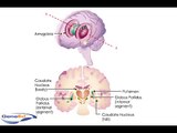 Anatomy and Diseases of the Basal Ganglia