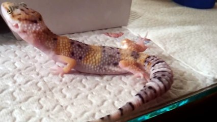 Young Leopard Gecko Pooping (He Didn't Have to Do It But He Did)