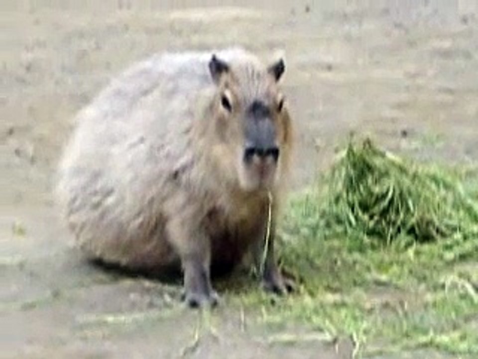 Capybara
