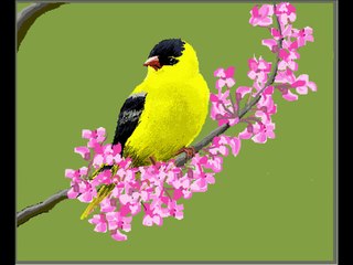 MS PAINT - YELLOW BIRD (SPEED PAINTING)