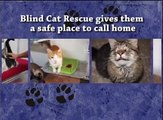 BLIND CAT RESCUE
