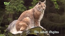 lynx - felis lynx - eurasian lynx #02