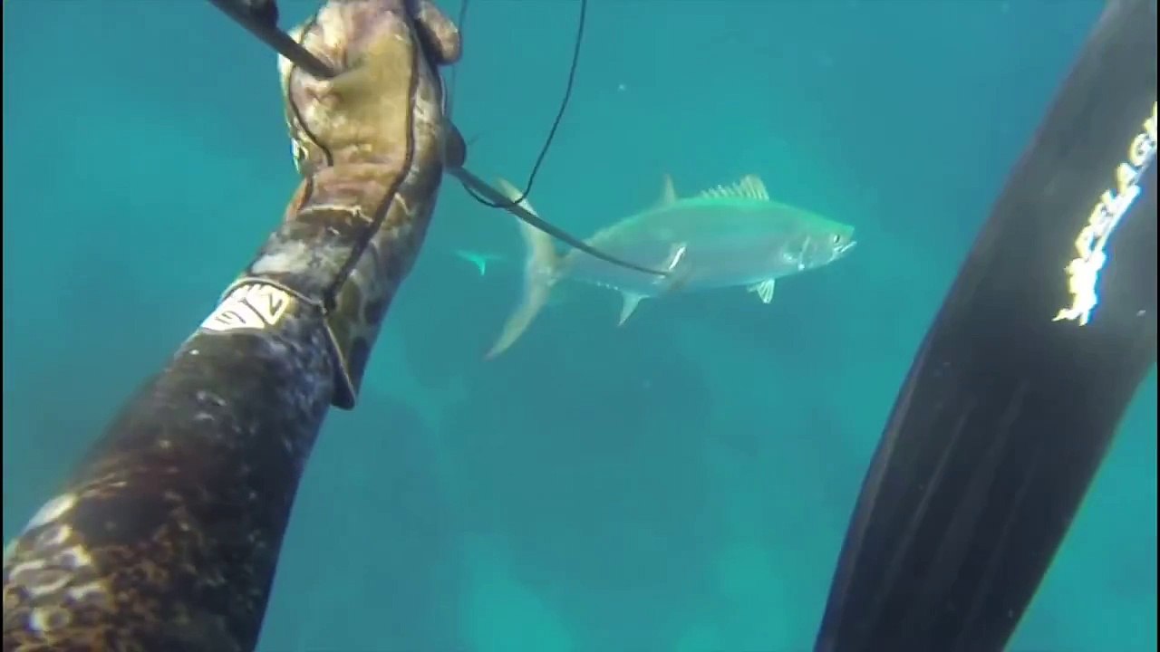 Shark Charges Diver while Spearfishing