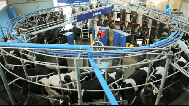 Automatic Milking Systems (AMS) - Dairy Australia