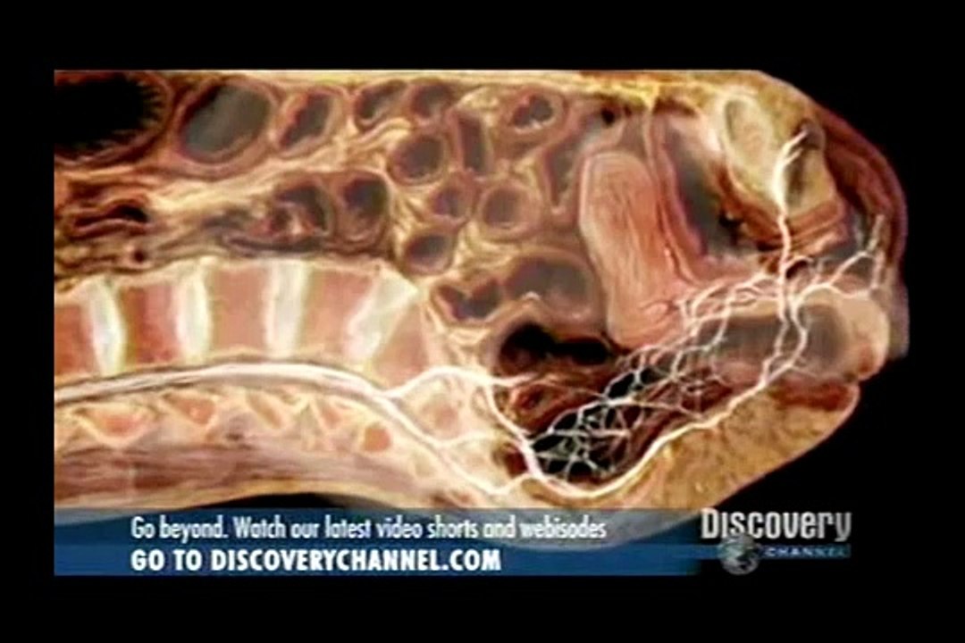 Human Reproductive System MRI Images