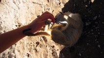 Ticklish Meerkat