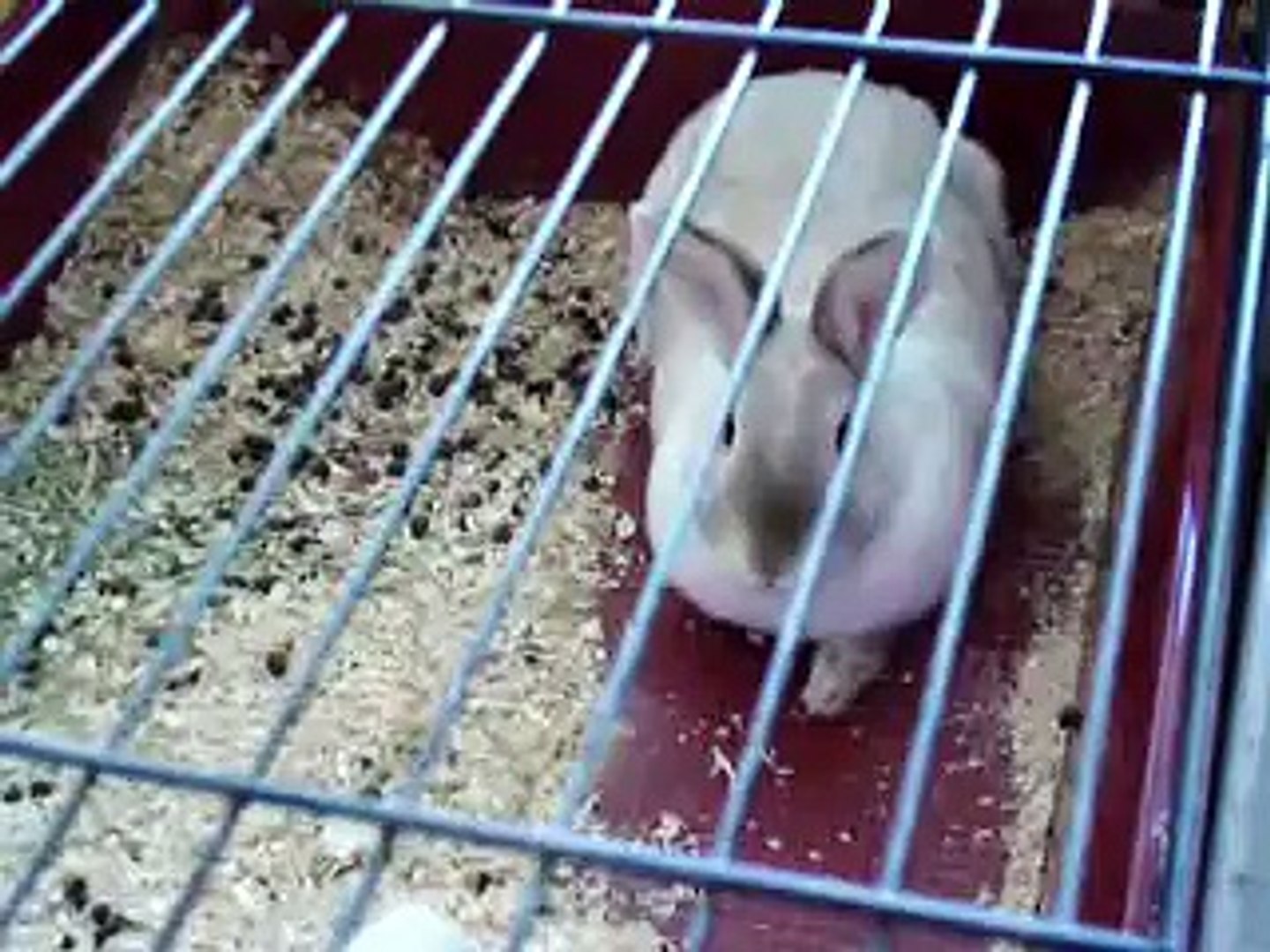 Rabbits read