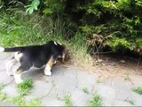 Beagle puppies - litter U eight weeks old
