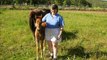 Horse Whisperer 2 - Teaching Baby Horses