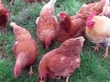 LOHMANN CHICKENS HYBRID LARGE FOWL.GREAT LAYERS AND PETS