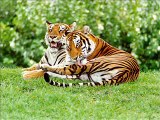 Siberian Tigers: Fading....