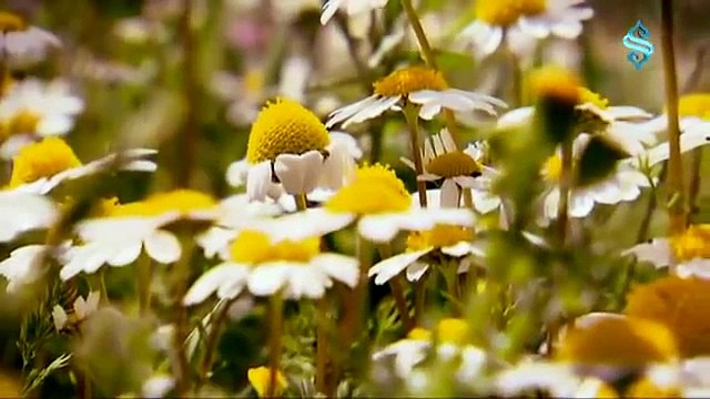 SemerkandTV İlahileri - Ya İlahi...Grup Derman