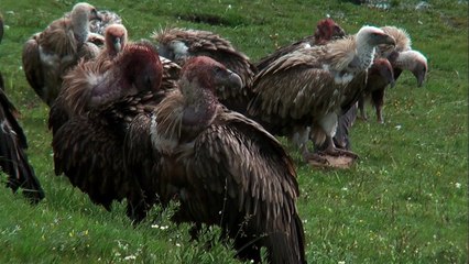 Le Rappel des Oiseaux, documentaire de Stéphane Batut - Bande Annonce