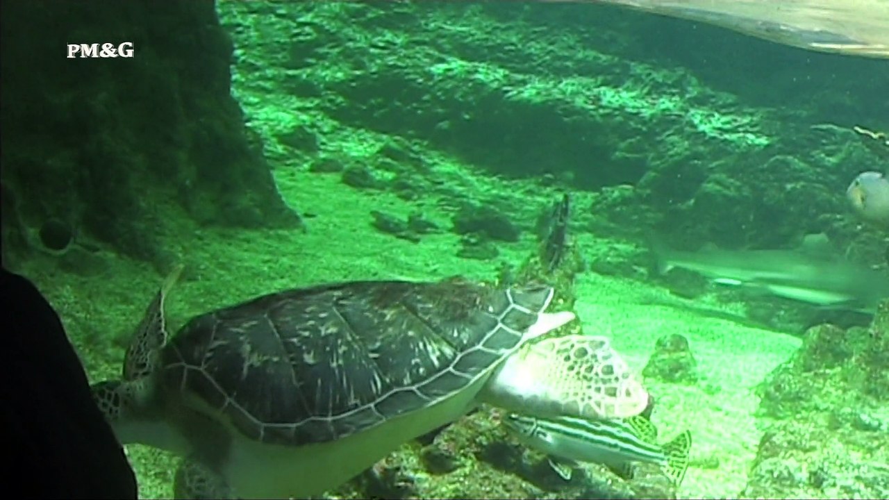 Aquario di Genova  The Aquarium of Genoa Italy