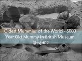 Oldest Mummy in the World 5000 Year Old Human Body in British Museum @ssjd02
