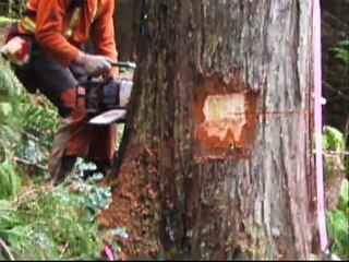 West Coast Heli Logging