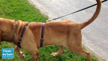 Luyères : un maître-chien et son saint-hubert  pour rechercher Philippe