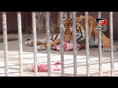 حديقة حيوانات الجيزة: «ضحك ولعب وجد»