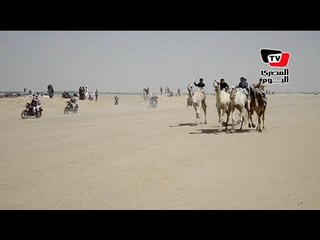 مهرجان «سباق الهجن» الرابع عشر بالإسماعيلية