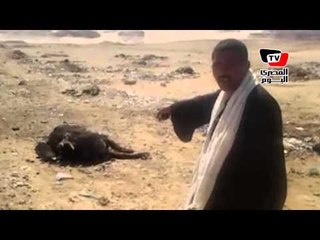 أهالي قرية «أبو عزيز» يشتكون من نفوق المواشي: «عايزين حل»