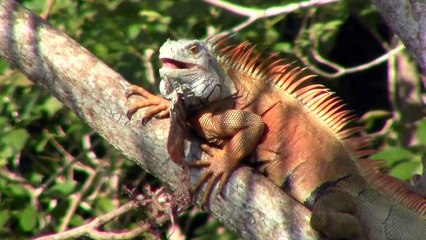 Mono Saraguato Aullando Impresionante, Pantanos de Centla, Tab.