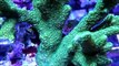 New Wave Aquaria | Tips on How to Take Care of  SPS corals