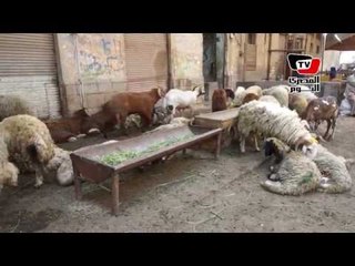 مشاهد من استعداد «المدبح» لعيد الأضحى