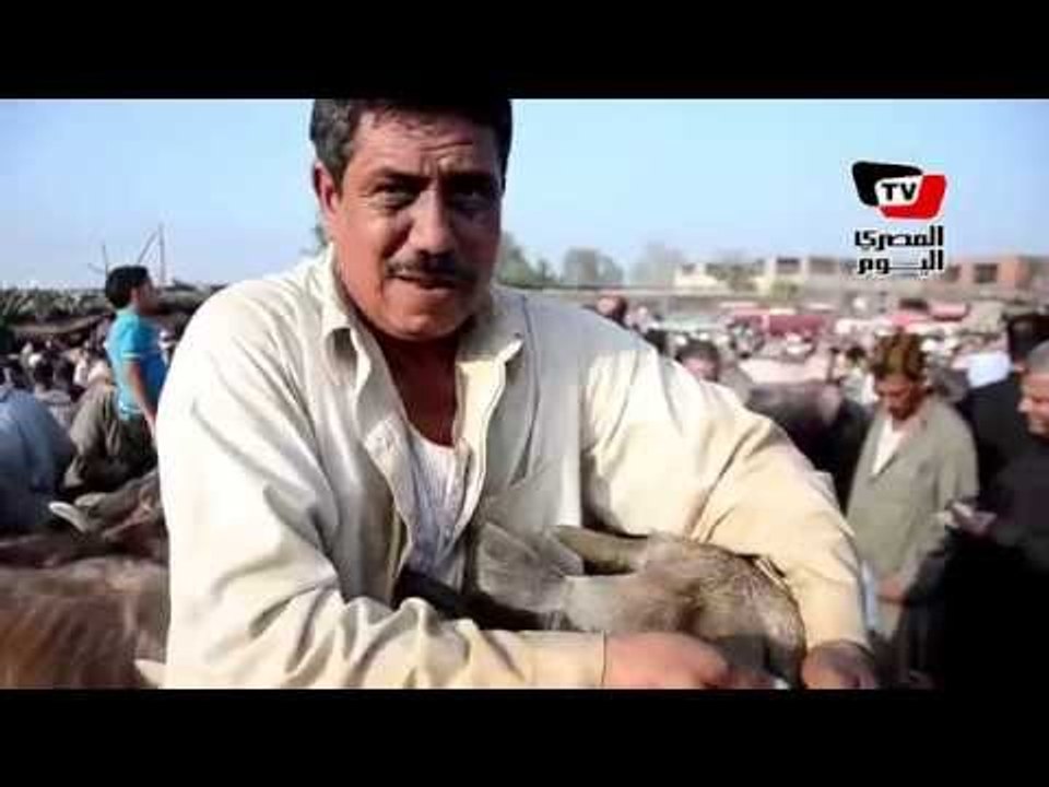 تجار مواشي: عايزين سلالات من الخارج