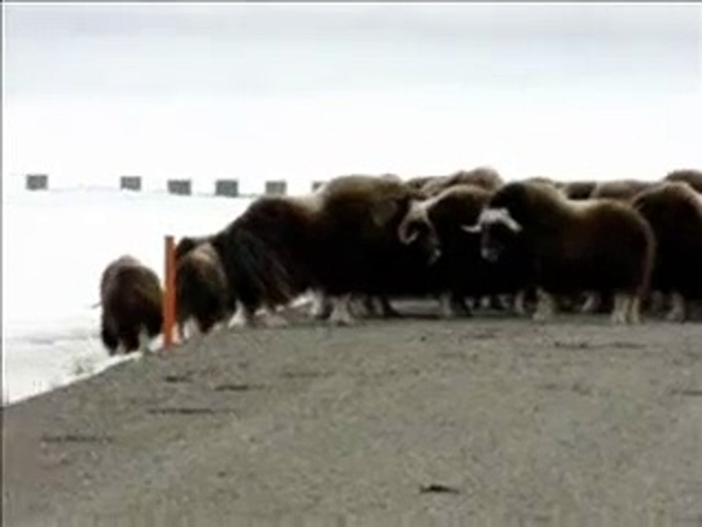 Two foot Musk Ox attacks Grizzly Bear.