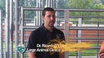 A Veterinary Student's Experience at University of Tennessee College of Veterinary Medicine